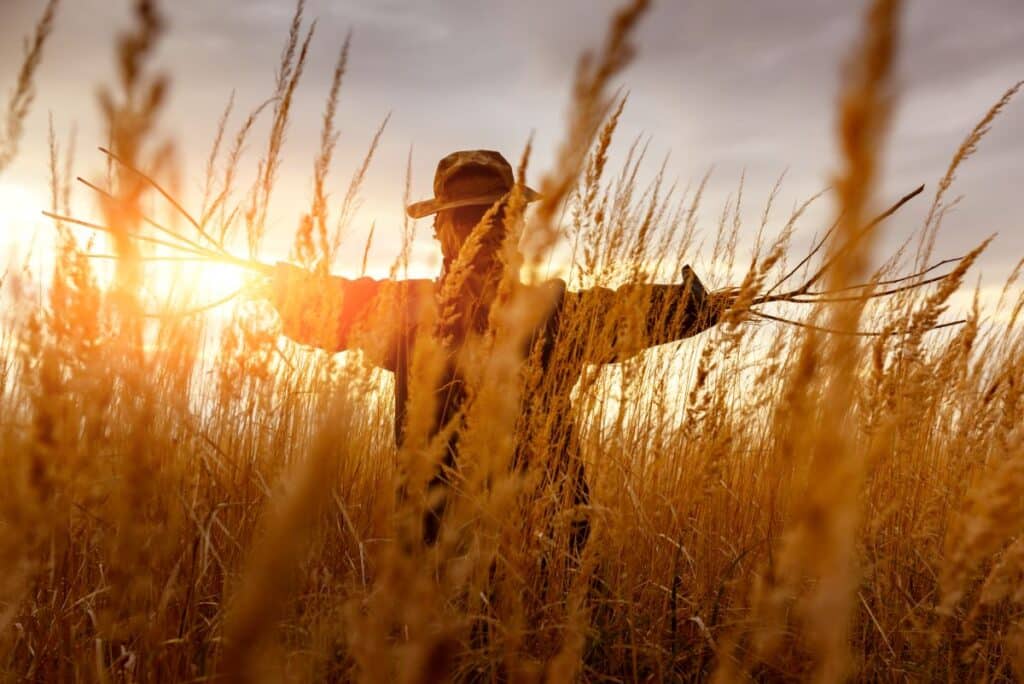 1200scary scarecrow in a wheat field at sunset hr64fhm